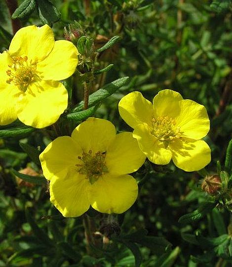 Potentilla fruticosa 'Goldfinger' 9x9cm